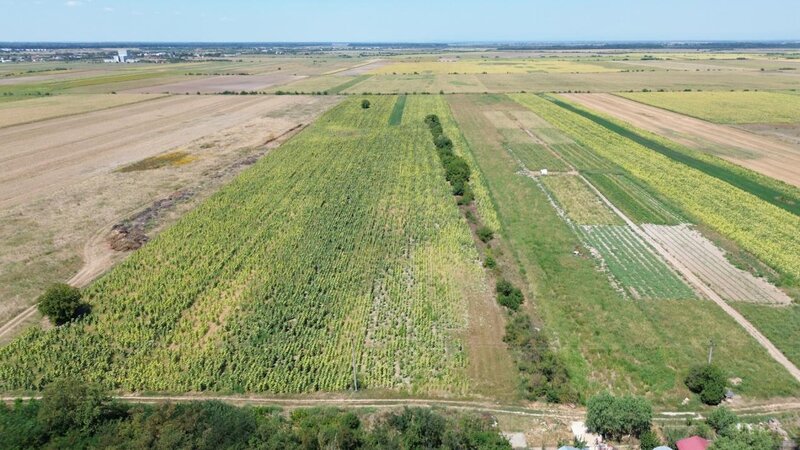 Darza (langa Buftea), teren intravilan, deschidere 24 m, pret negociabil.